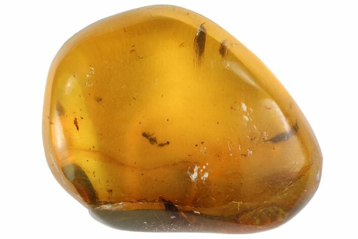 Polished Chiapas Amber With Inclusions ( g) - Mexico #102458